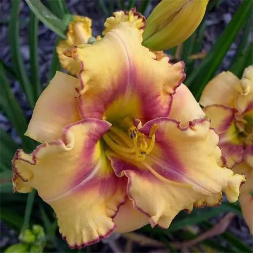 Daylily Hybrid Flowers Seeds, Hemerocallis Hybrid