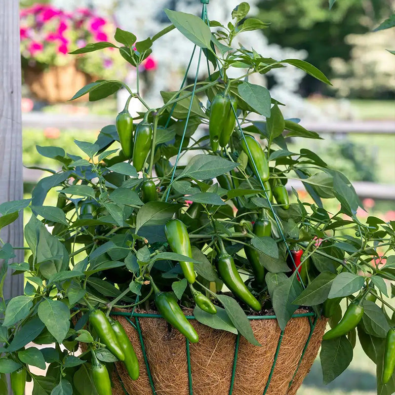 Pepper, Hot Jalapeno, Pot-a-Peño Hybrid