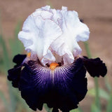 Iris de múltiples variedades (plantado en otoño)