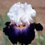 Multi-Varieties Iris Fall Planting