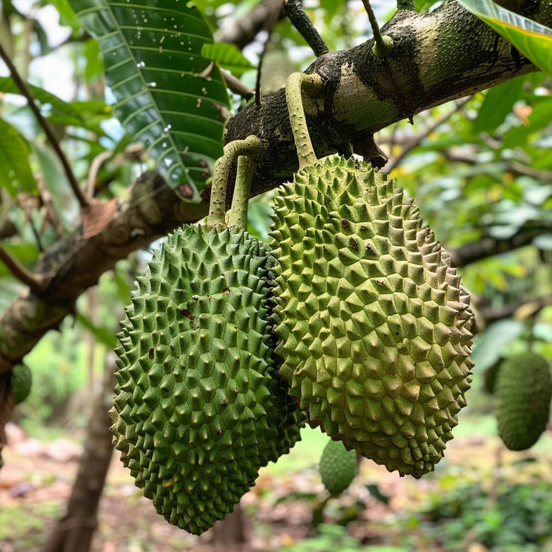 Semillas de guanábana gigante para plantar, Annona muricata, Graviola, Guyabano, Sirsak, un sabroso árbol frutal nativo tropical
