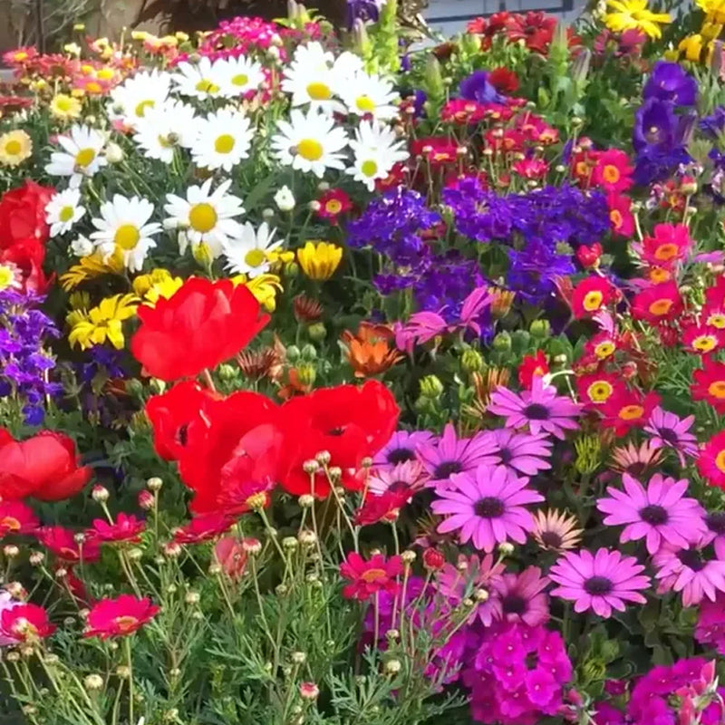 Mezcla de semillas resistentes a los ciervos: más de 20 variedades mezcladas