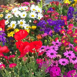 Mezcla de semillas resistentes a los ciervos: más de 20 variedades mezcladas