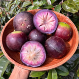 Semillas de fruto de leche: caimito, Chrysophyllum cainito