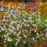 Utricularia sandersonii Seeds