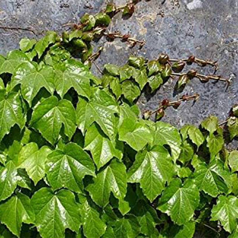 Semillas de hiedra, enredaderas, lianas, enredaderas verdes, hermosas plantas trepadoras que se arrastran por el suelo, bonsái para el hogar