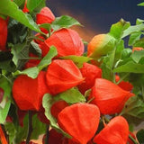 Physalis alkekengi,Strawberry groundcherry,Winter Ground Cherry - Chinese Lantern Seeds