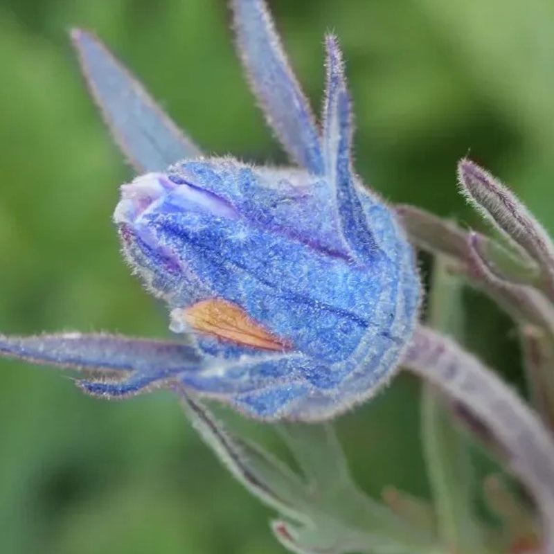 Flor de humo de pradera azul