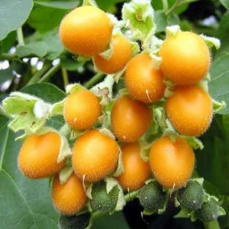 Solanum betaceum Yellow Fruit Tamarillo Tree Tomato