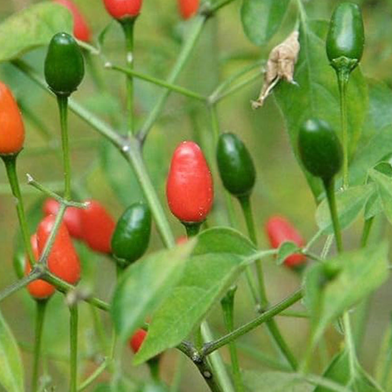 Pimientos Piquín - Pequeños pimientos de un rojo brillante - ¡¡Tienen un gran impacto!!