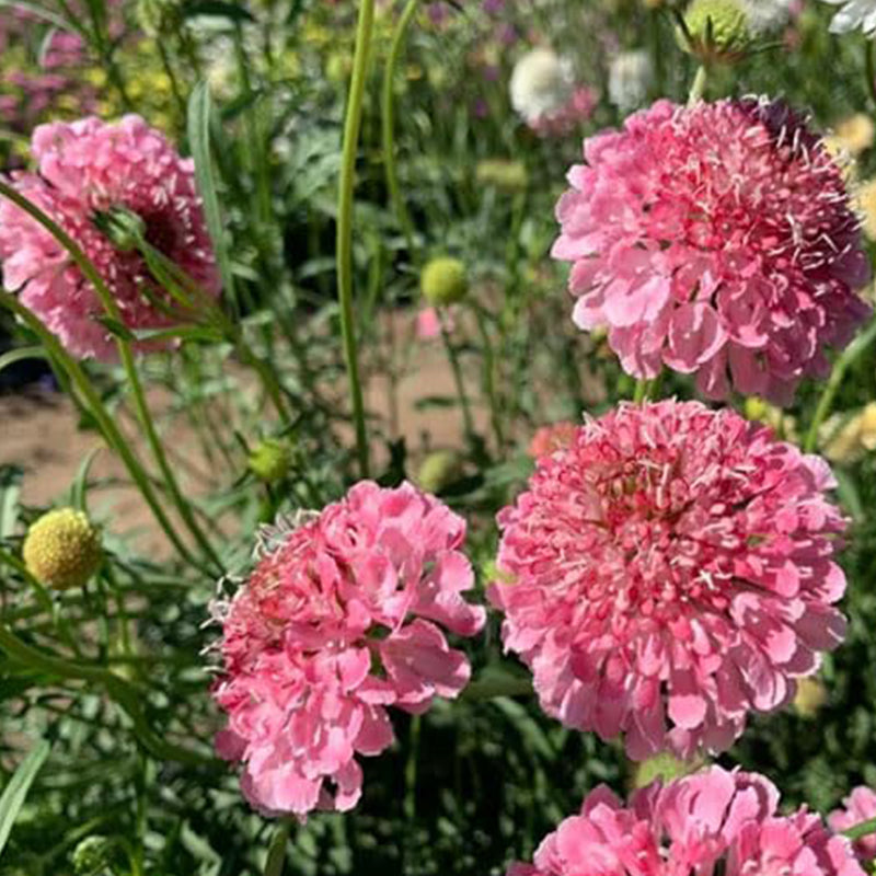 Semillas de flor de cojín de alfiler de escabiosa rosa perenne para plantar