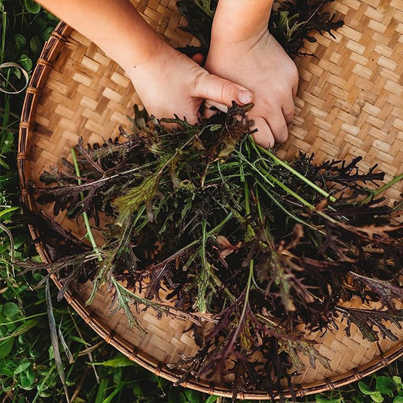 Mizuna roja Cultiva tus propias hojas de mostaza en interiores o exteriores, en contenedores o en el jardín