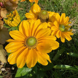 Green-Eyed Gloriosa Black-Eyed Susan Seeds