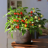 Chinese Five-Color Pepper Ornamental Pepper