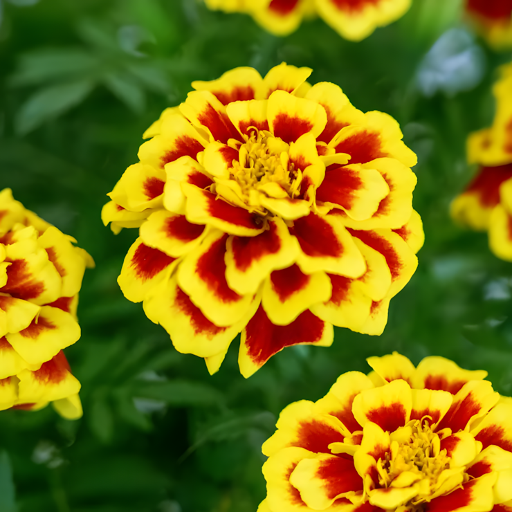 Mango Tango Marigold Seeds
