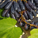 Black Finger Grape Seed Sweet Fruit Attract Butterflies and Bees