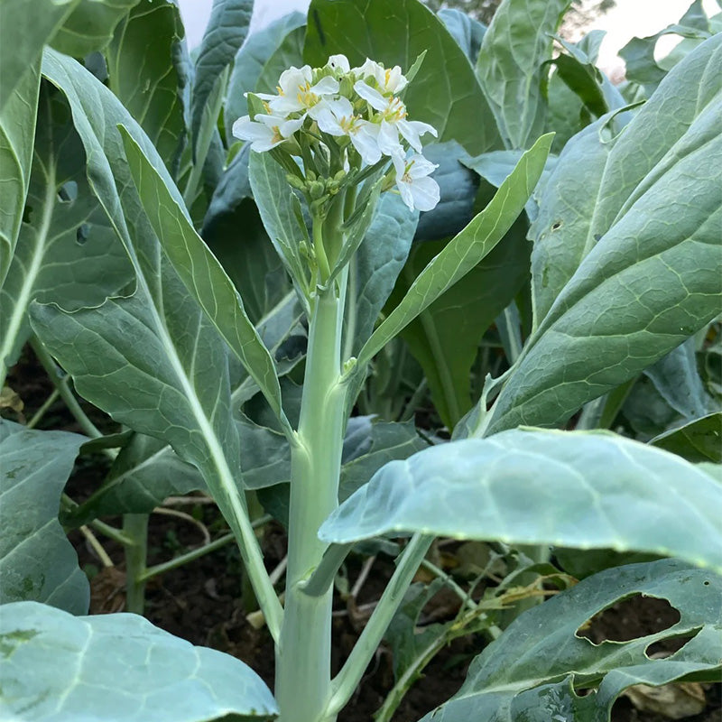 Heirloom Gai Lan Seeds (Chinese Broccoli)