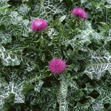 Biennial Milk Thistle Herb Seeds for Planting
