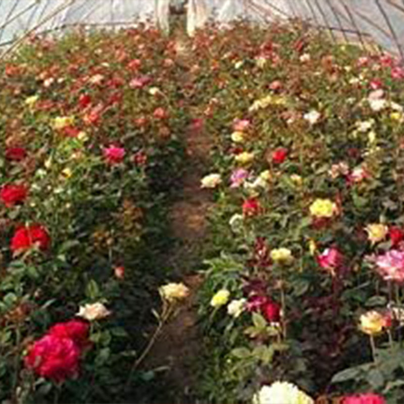 Mixed Multicolored Rose Flower Seeds Perennial Flowers Rare Plants