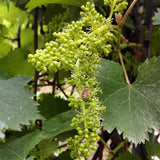 Grape Seeds Vine Fruit Seeds Mix Plant Home Garden