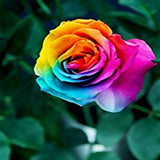 Beautiful Rainbow Rose Seeds Multi-colored Rose Seeds Rose Flower Seeds