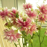 NORA BARLOW Pink COLUMBINE Aquilegia Caerulea Flower Seeds