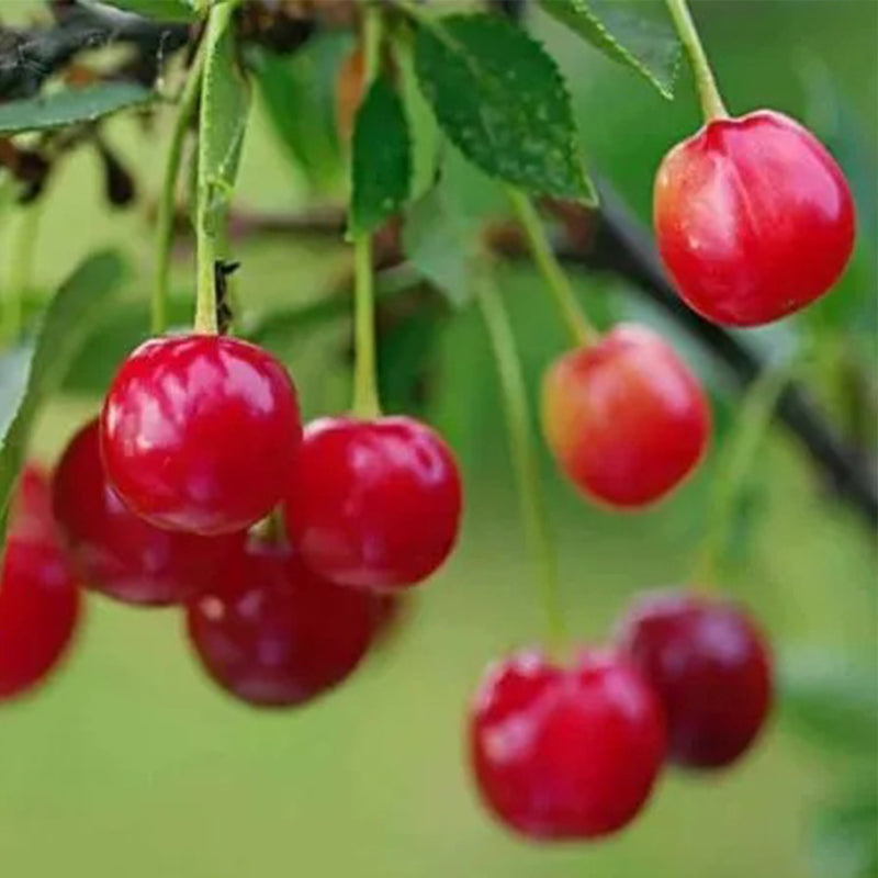Semillas de bayas de rubí y calcio Prunus humilis