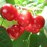 Cherry Tree Seeds Fruit Sweet Edible Bonsai Plants Garden Home