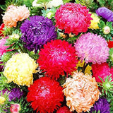 Mezcla de peonías y asters para plantar