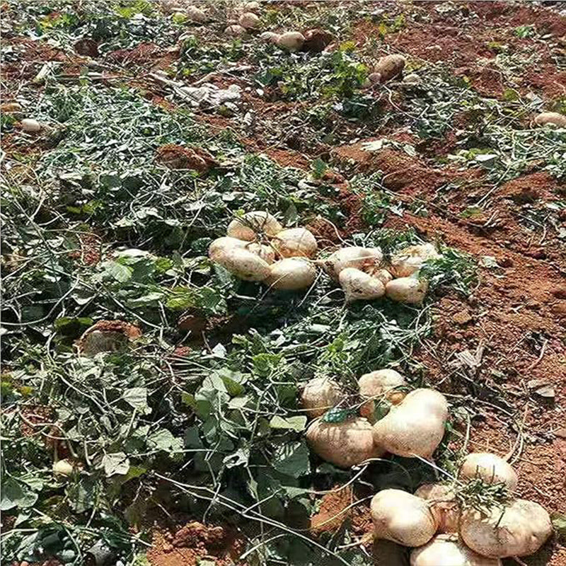 Jicama Seeds Heirloom Mexican Yam Bean Non-GMO Mexican Turnip Seeds Fresh Garden Seeds