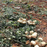 Jicama Seeds Heirloom Mexican Yam Bean Non-GMO Mexican Turnip Seeds Fresh Garden Seeds