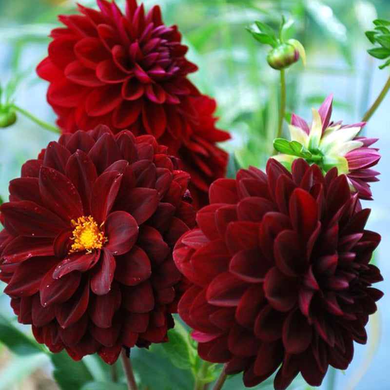 Burgundy Red Dahlia Seeds Haiyiplants Burgundy Red Dahlia Seeds Haiyiplants