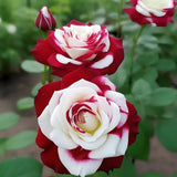 Rosas gemelas raras: resplandor del atardecer