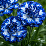 Blue & White Striped Carnation Seeds