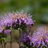 Bee Balm (Wild Bergamot Lavender)