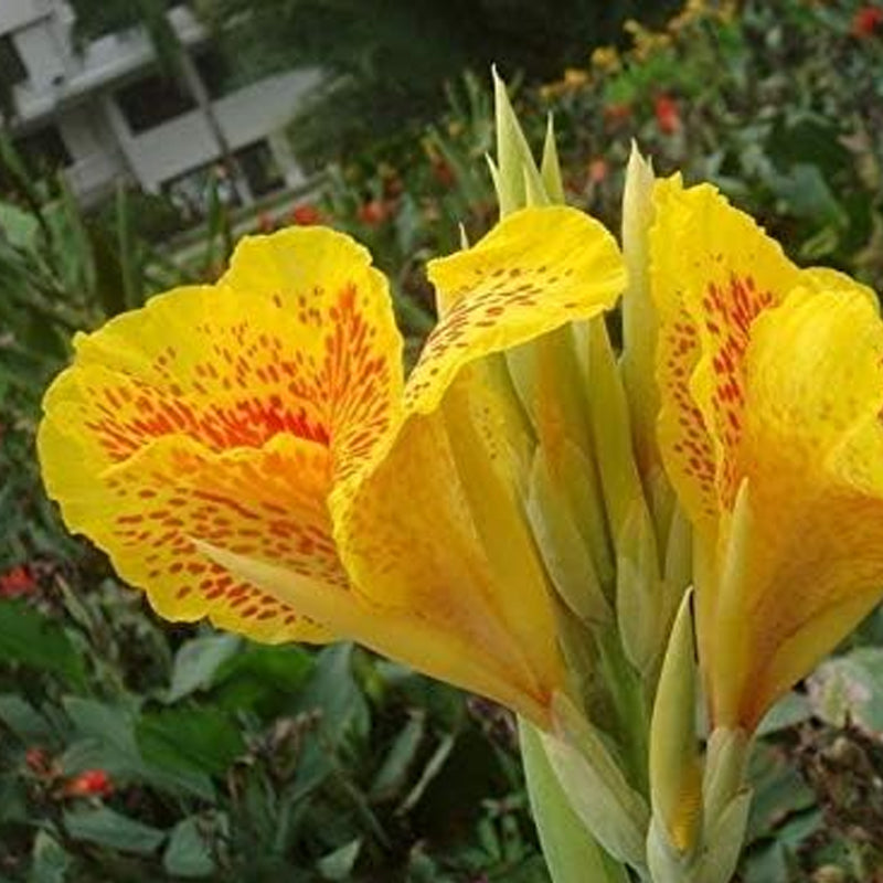Semillas de flores de lirio de caña mixtas, hermosas plantas bonsái perennes, decoración del hogar y el jardín