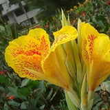 Semillas de flores de lirio de caña mixtas, hermosas plantas bonsái perennes, decoración del hogar y el jardín