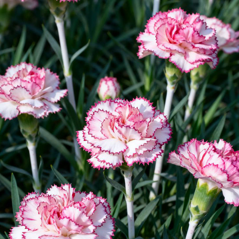 White Pink Picotee Carnation Seeds