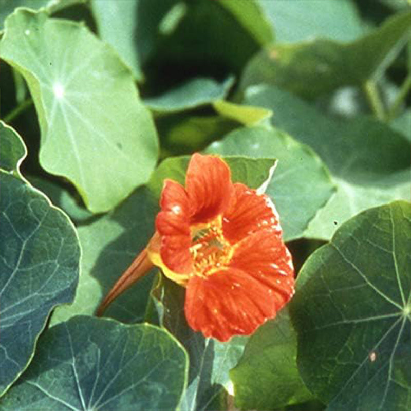Tropaeolum Nasturtium Vesuvius Climbing, Vining, Flowering, Plants for Trellis, Fences, Arbors & More
