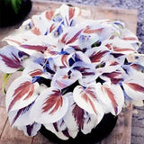 Semillas raras de lirio de encaje blanco con flores perennes de hosta mixtas