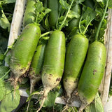 Emerald Sweet Green Radish Seeds