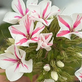 Pinkish White Phlox paniculata Seeds