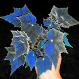Black Swan Begonia
