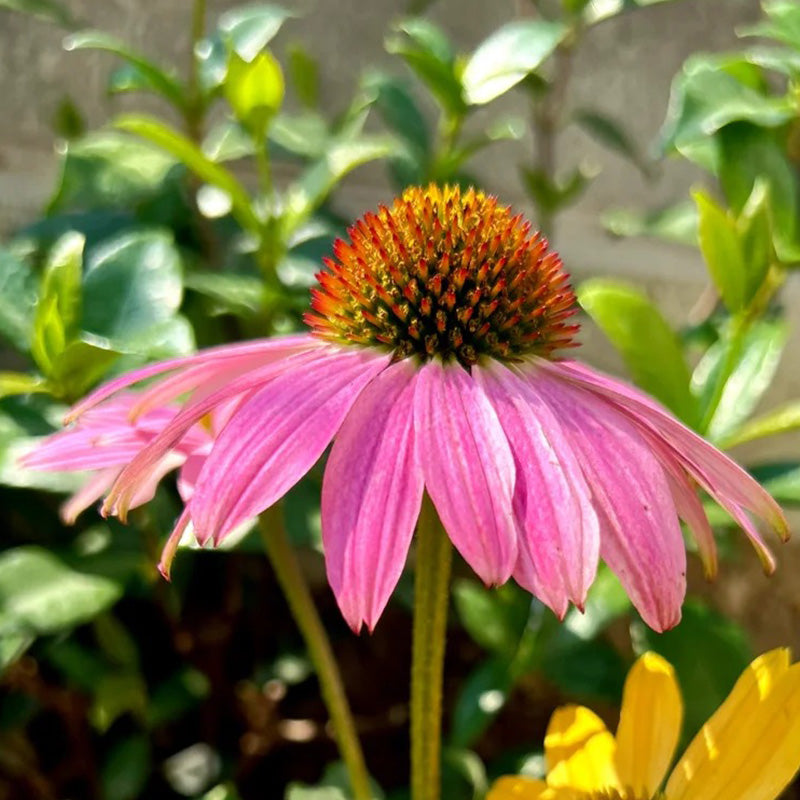 Purple Coneflower Seeds - Hardy Native Perennial Pollinator Flower