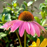 Purple Coneflower Seeds - Hardy Native Perennial Pollinator Flower