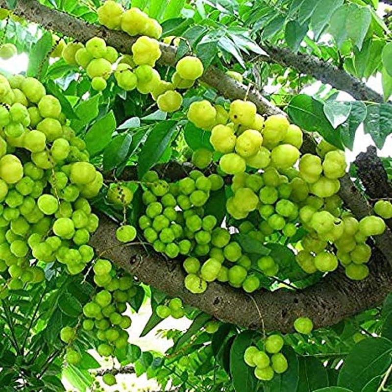 Phyllanthus Emblica, Grosella espinosa india Fruto comestible Árbol ornamental de hoja caduca Equipo de supervivencia Alimentos Semillas