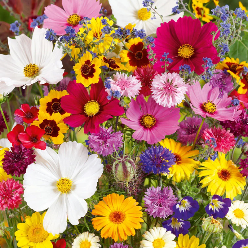 Semillas de flores perennes mixtas: más de 60 variedades mezcladas