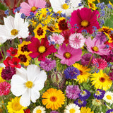 Semillas de flores perennes mixtas: más de 60 variedades mezcladas