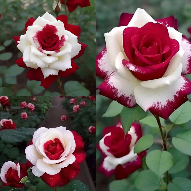 Semillas de rosas gemelas de corazón rojo