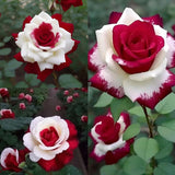 Semillas de rosas gemelas de corazón rojo